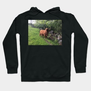 Scottish Highland Cattle Cow 2404 Hoodie